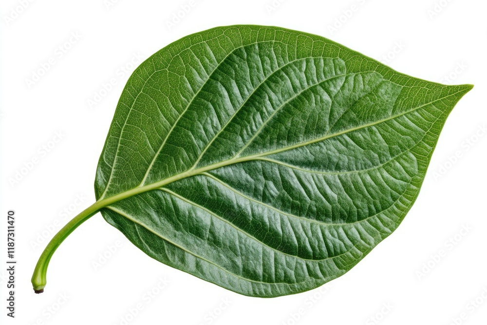 Obraz premium betel leaf