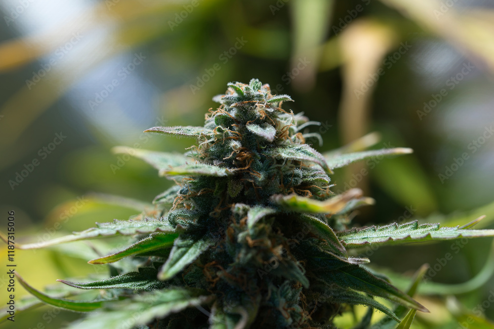Cannabis in flower Cannabis in flower