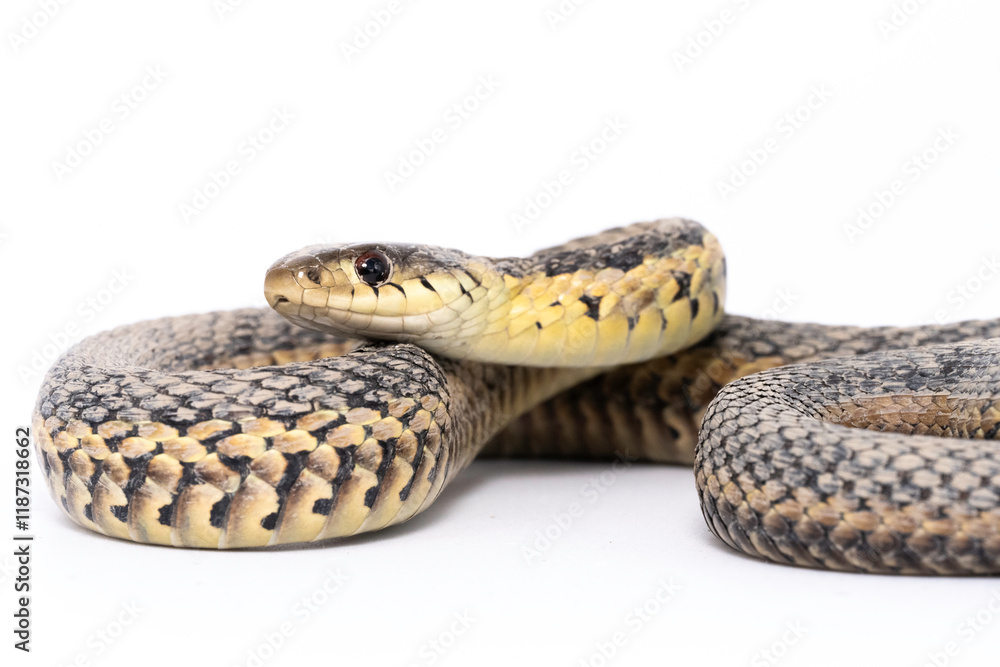 Obraz premium Garter Snake (Thamnophis sirtalis)