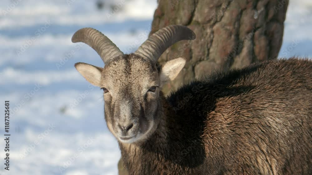 A detailed shot of a deer in a snowy environment, showcasing its graceful features and nature's beauty. A detailed shot of a deer in a snowy environment, showcasing its graceful features and nature's beauty.