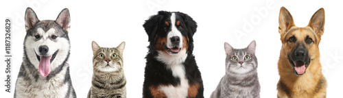 Cute cats and dogs looking at camera on white background