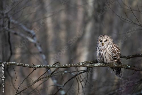Barred Owl (Strix varia)