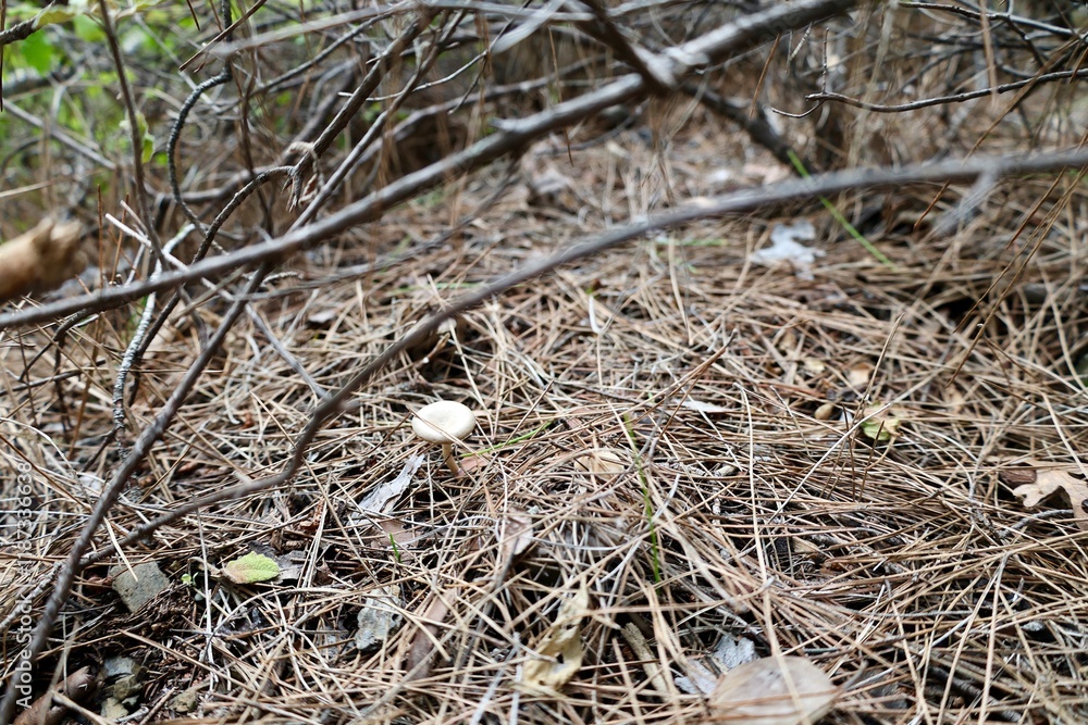 Mushroom forest ground. High quality photo Mushroom forest ground. High quality photo