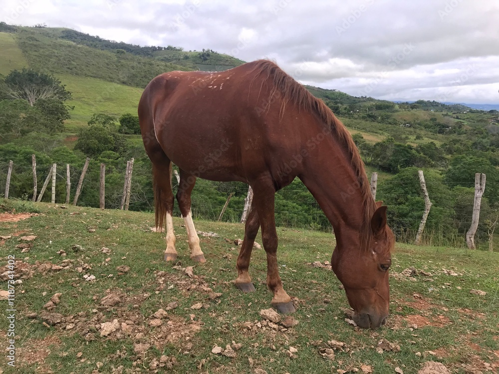 Obraz premium horse and foal