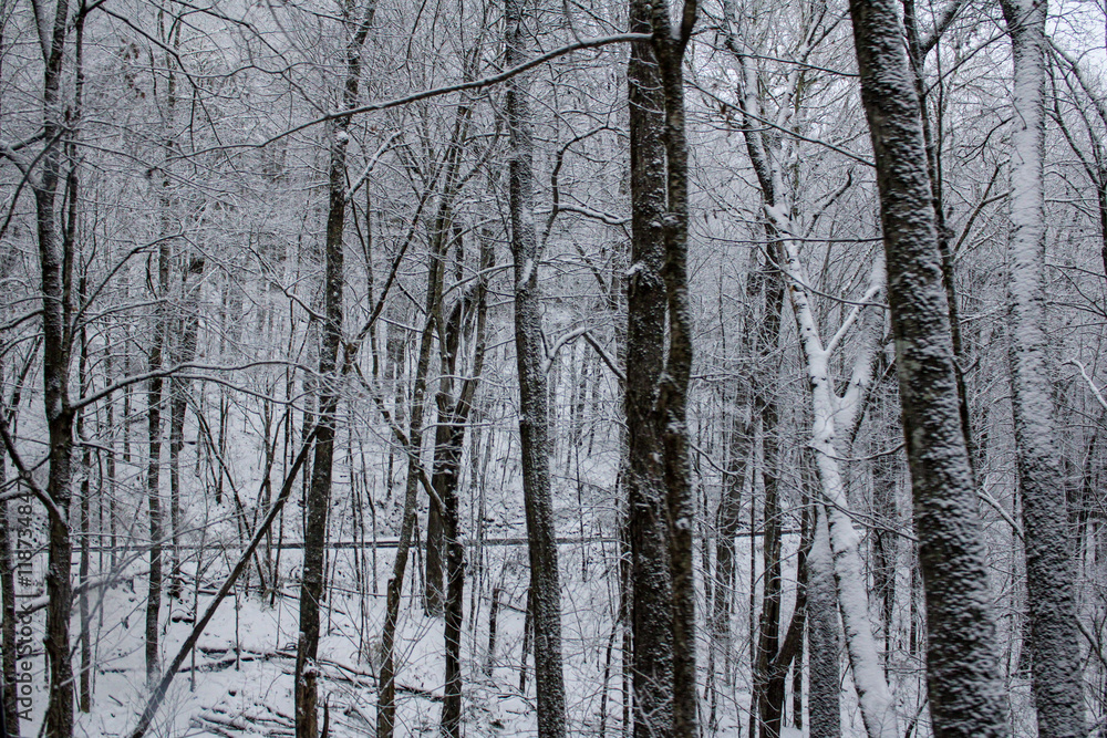 Fototapeta premium A dense winter forest covered in snow and frost, with tall bare trees and evergreen bushes. The atmosphere is cold, quiet, and misty, creating a serene and moody natural scene.