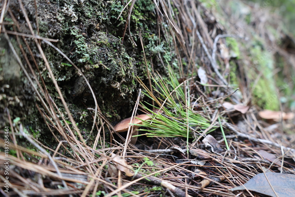 Mushrooms moss forest. High quality photo Mushrooms moss forest. High quality photo