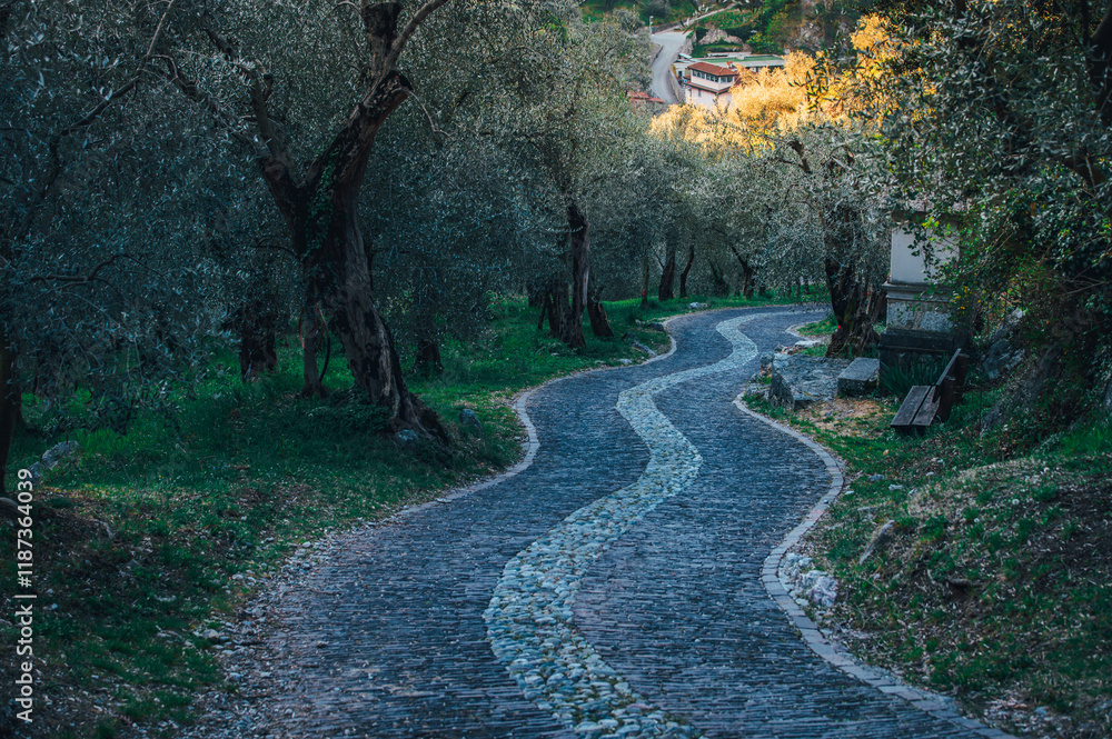 Fototapeta premium Olive trees and the road from cobblestones in Italy near the Lake Garda, Trentino in Italy