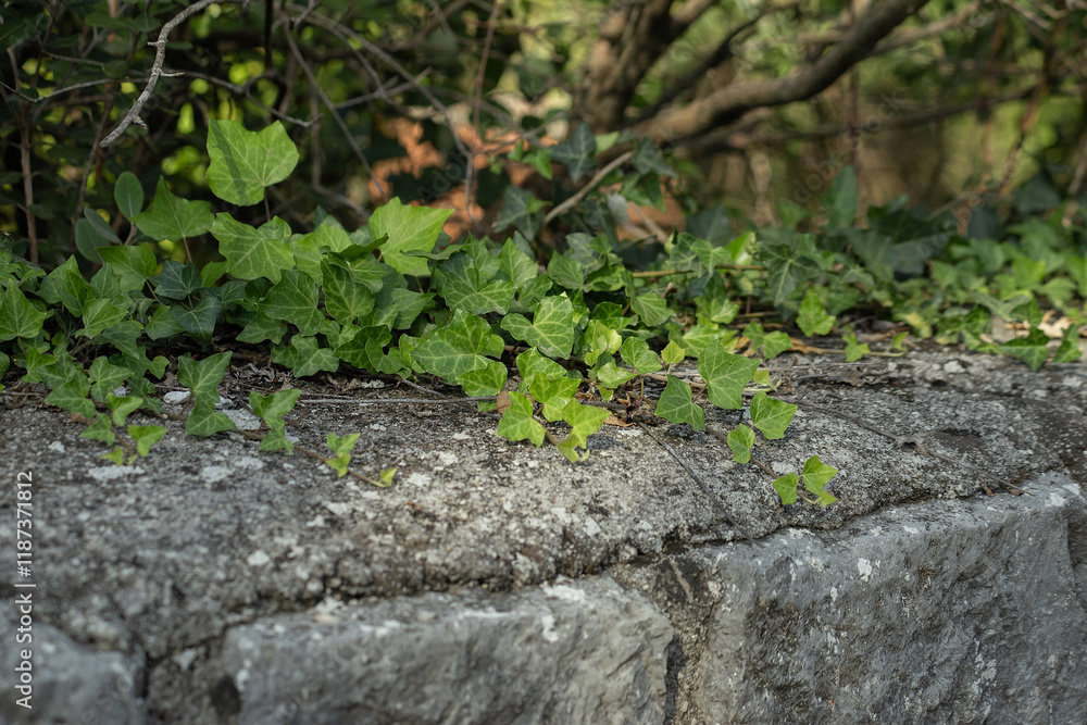 Green climbing plant weed on a stone gray wall in November in Budva, Montenegro. High quality photo Green climbing plant weed on a stone gray wall in November in Budva, Montenegro. High quality photo