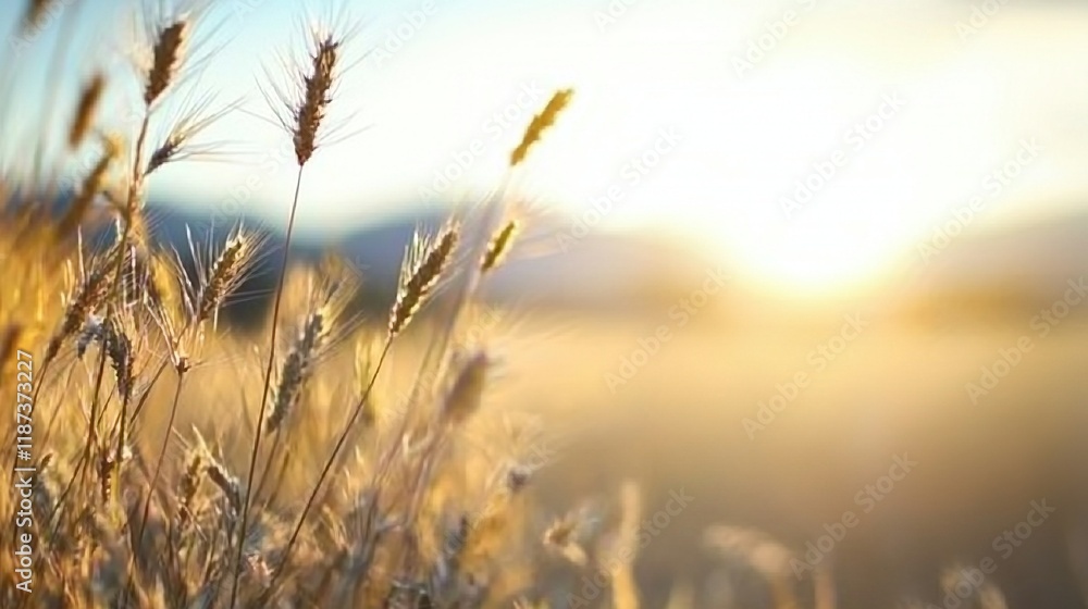 A meadow bathed in sunlight with a hazy depiction of the grass in the foreground A meadow bathed in sunlight with a hazy depiction of the grass in the foreground