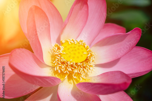 A pink lotus flower sways in the wind. Against the background of their green leaves. Lotus field on the lake in natural environment.
