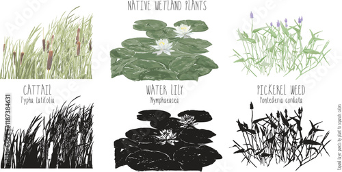 vector set of native wetland plants