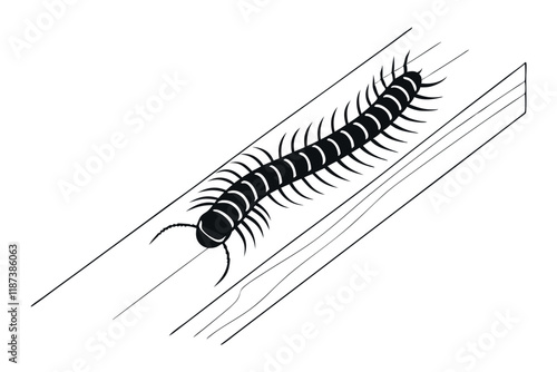 Centipede scolopendra insect black and white vector illustration
