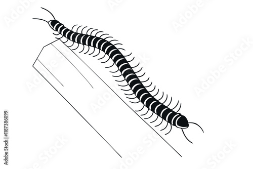 Centipede scolopendra insect black and white vector illustration