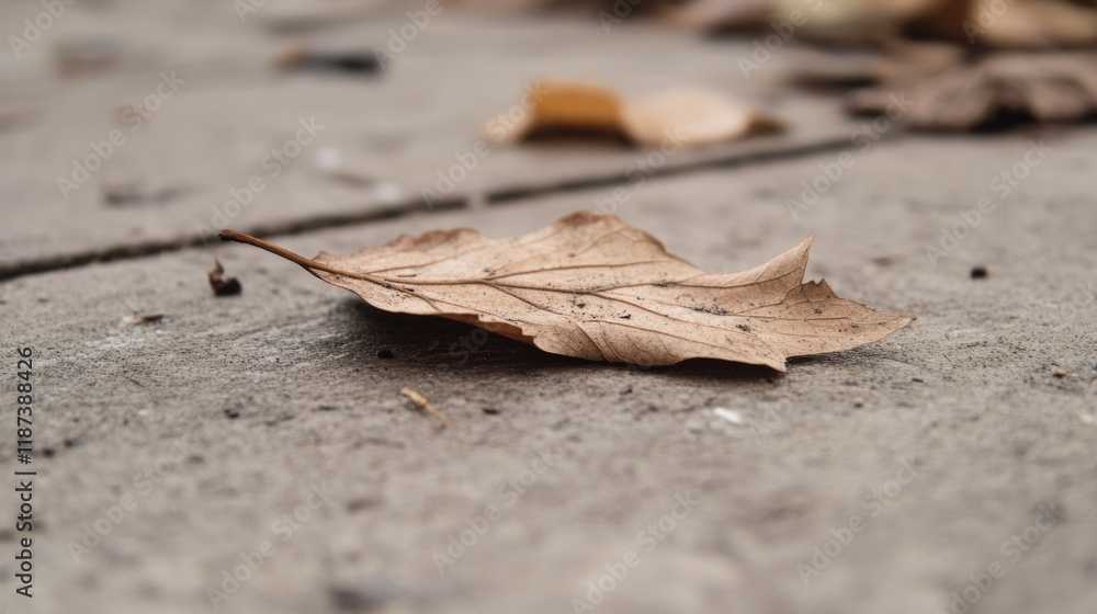 Close-up of a single, dried brown leaf on a textured, gray concrete surface. Close-up of a single, dried brown leaf on a textured, gray concrete surface.