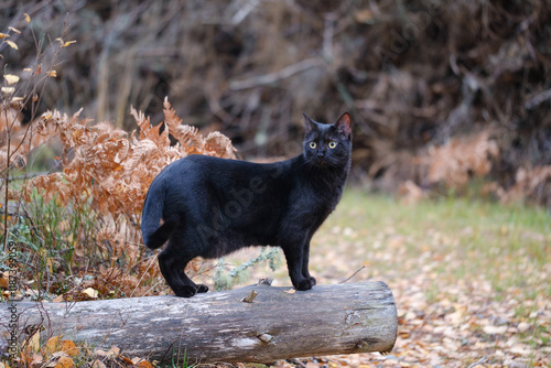 Cute black cat in the forest
