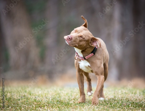 A mixed breed dog standing outdoors and shaking its head photo