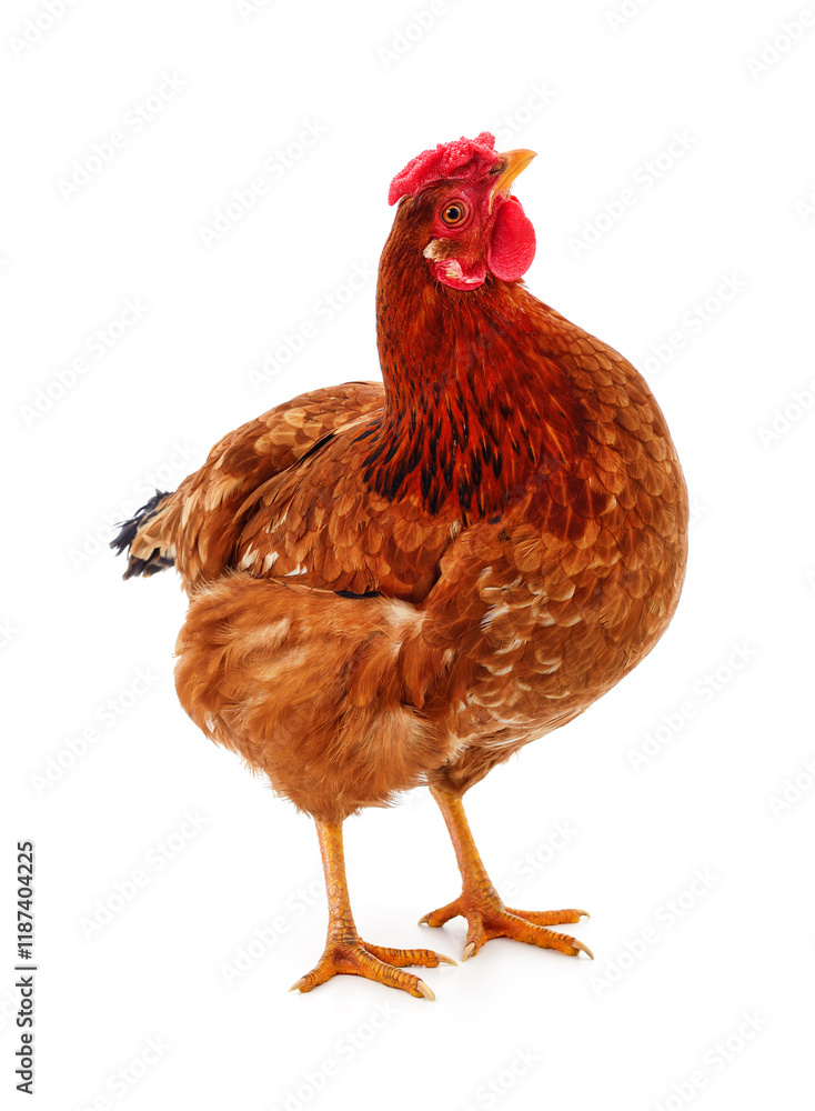 Fototapeta premium One red chicken.