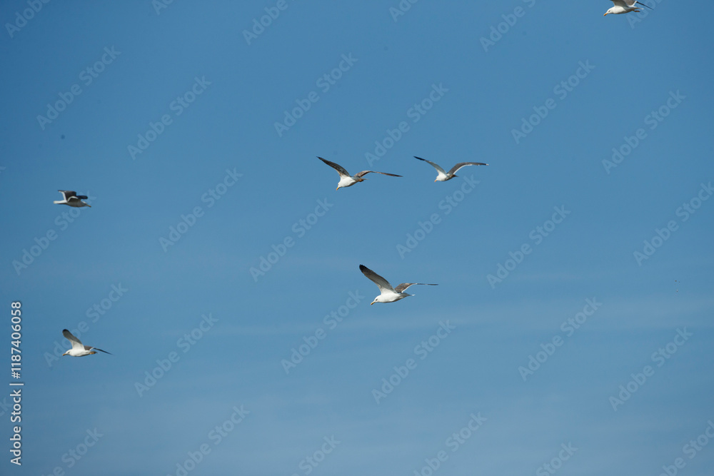 Birds soaring gracefully in a clear blue sky during midday, showcasing nature's beauty and freedom of flight Birds soaring gracefully in a clear blue sky during midday, showcasing nature's beauty and freedom of flight
