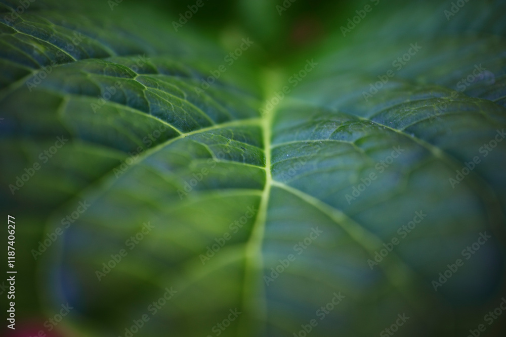 Close-up view of vibrant green leaves capturing the essence of nature's texture and color in a lush environment Close-up view of vibrant green leaves capturing the essence of nature's texture and color in a lush environment