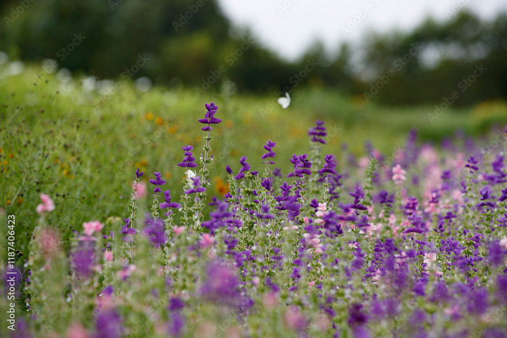 Naklejka premium Beautiful wildflower meadow filled with vibrant purple and pink blossoms during a sunny day in springtime
