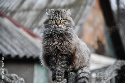 The cat looks to the side and sits on a green lawn. Portrait of a fluffy gray cat with green eyes in nature, close up. Siberian