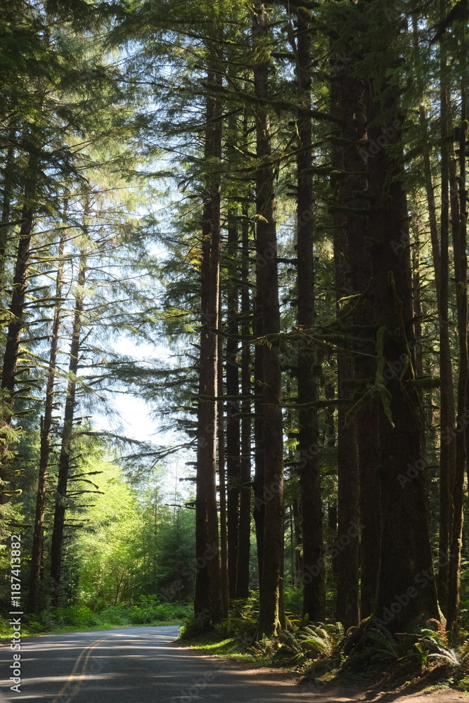 Fototapeta premium Drive through the woods