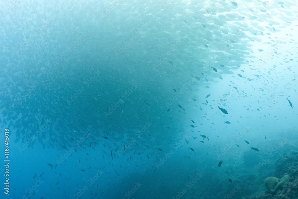 Fototapeta premium School of sea bream, Sarpa salpa, swimming to the surface of the water, Benidorm, Spain