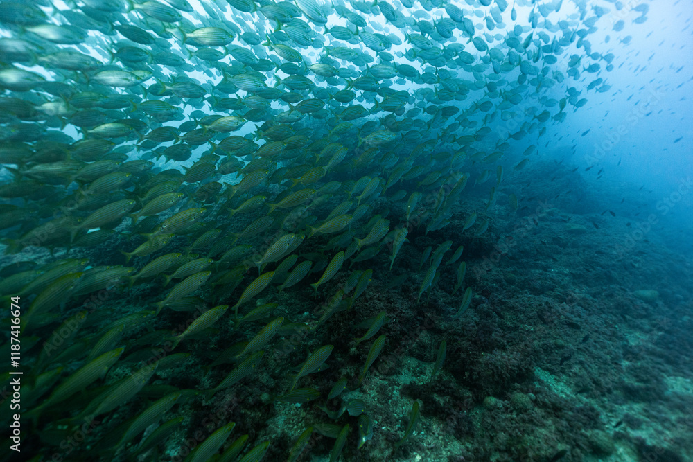 Close-up view of school of salema porgy fish, Sarpa salpa, Mediterranean sea Close-up view of school of salema porgy fish, Sarpa salpa, Mediterranean sea