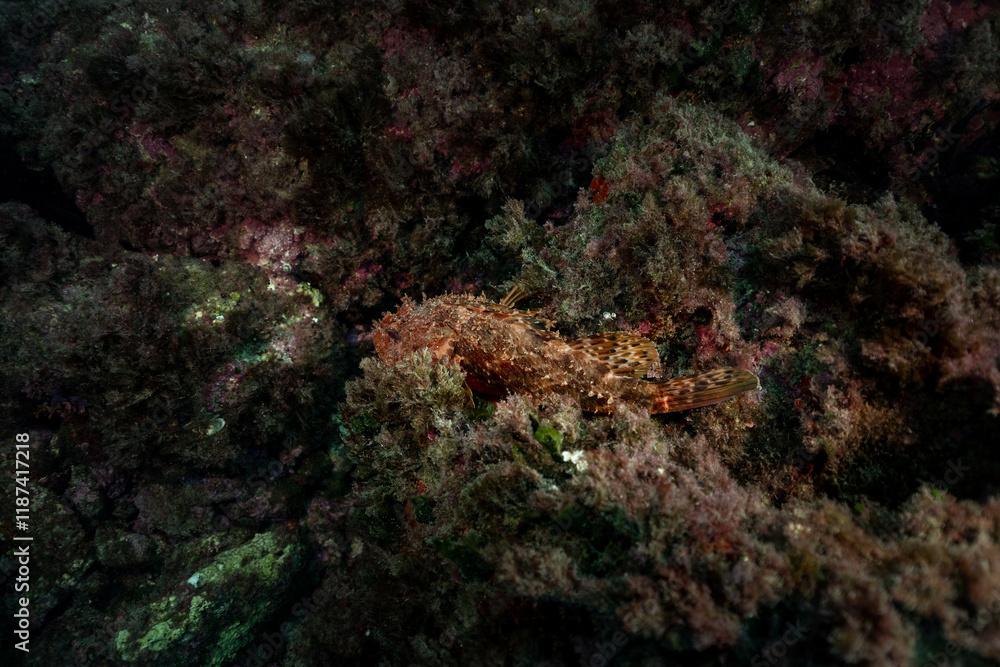 Small red scorpionfish Scorpaena notata, Benidorm, Spain Small red scorpionfish Scorpaena notata, Benidorm, Spain