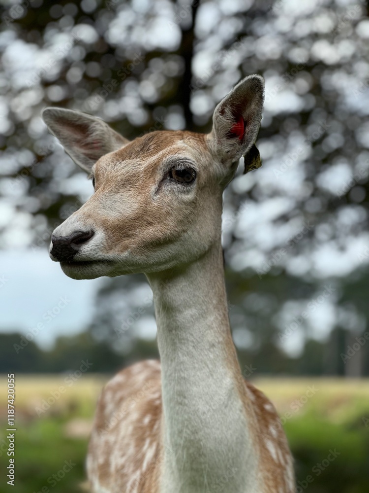 Obraz premium deer in the woods