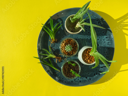 Mini houseplant cactus collection on blue plate on yellow background. Layout of various types of potted succulent plants: aloe vera, cactus. Propagation by cutting. Cactus roots. Succulent collection. photo