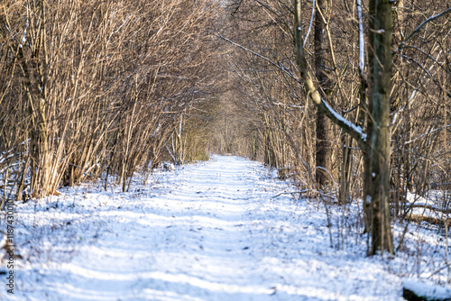 Wallpaper Mural Snowy forest path, forest winter time, Poland Torontodigital.ca