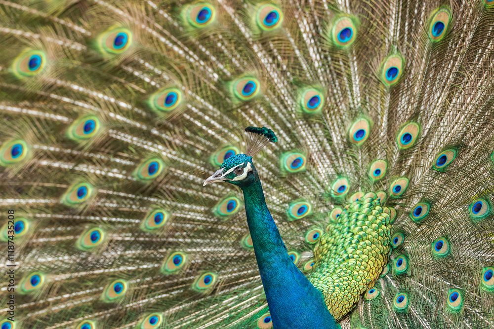 Obraz premium Male peacock with feathers spread out