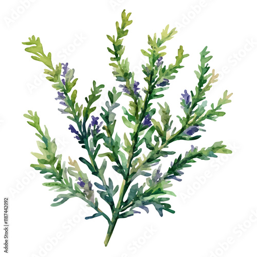 A watercolor painting of wormwood, isolated on a white background. Wormwood vector.
