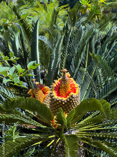 Cycas revolta in tropical garden in Madeira, Funcal park   photo