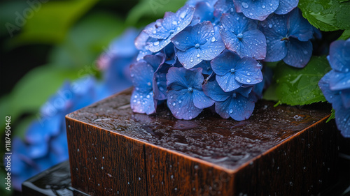 梅雨時期の賽銭箱と雨粒が輝く紫陽花の接写 photo