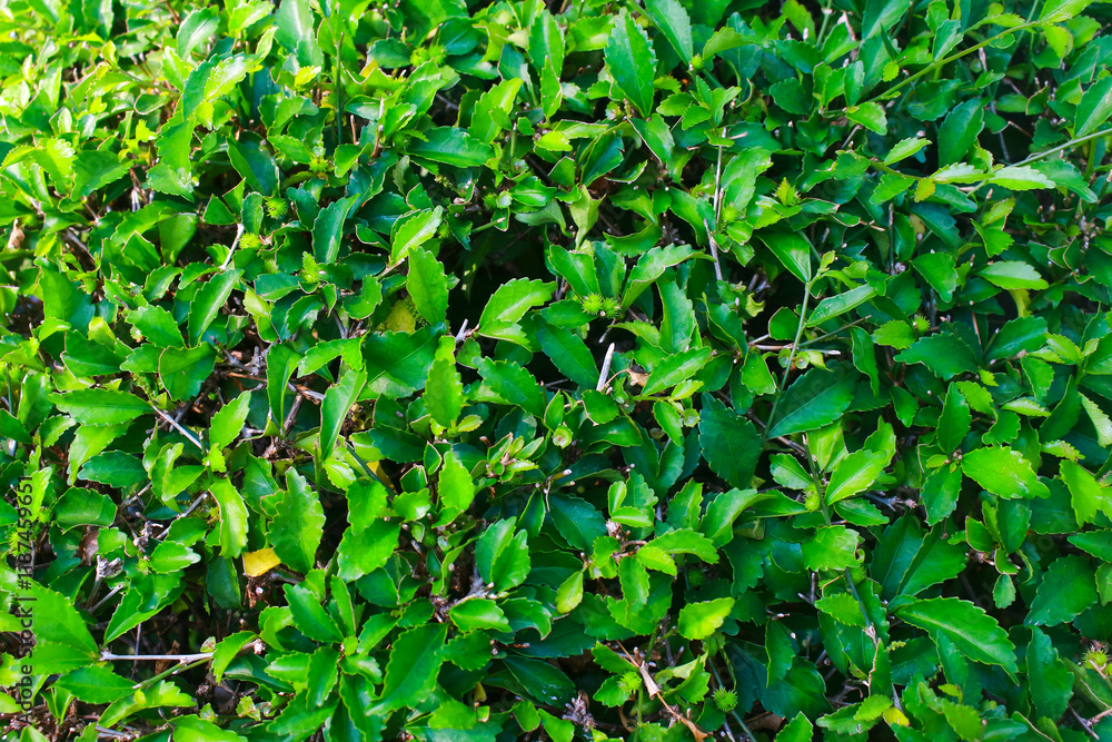 Fototapeta premium Plants 3 A plant that grows well