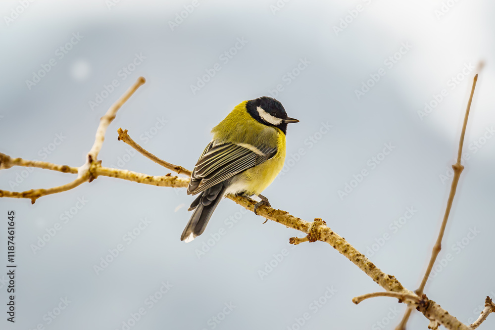 Naklejka premium The great tit (Parus major) on a branch in winter