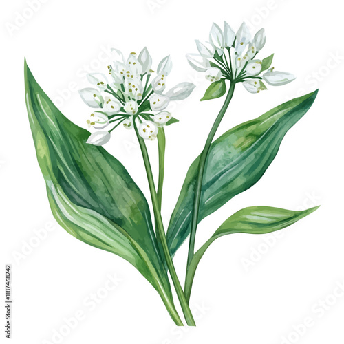 A watercolor of wild garlic, isolated on a white background. Wild garlic vector.
