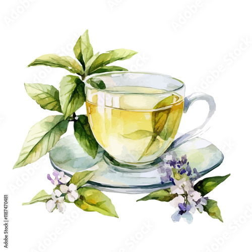 A watercolor drawing of white tea leaves, isolated on a white background. White tea vector.
