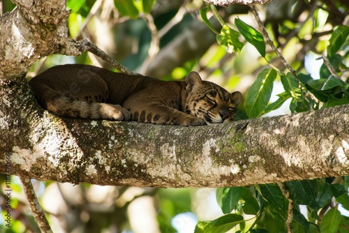 A serene scene of a jaguarundi resting in the shade of a tree in the Brazilian Pantanal. photo