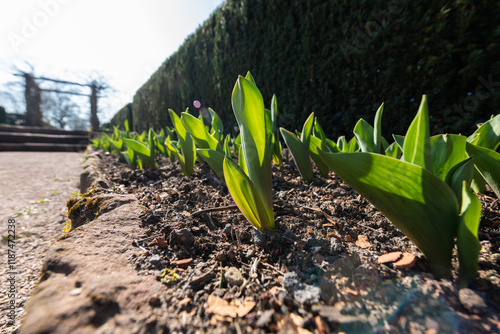 spring plants in the garden. warm backlight shines on little green flowers in park