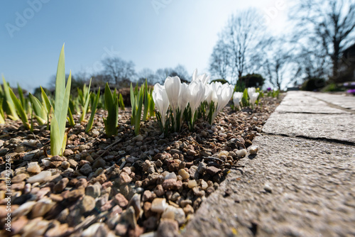 spring crocus flowers