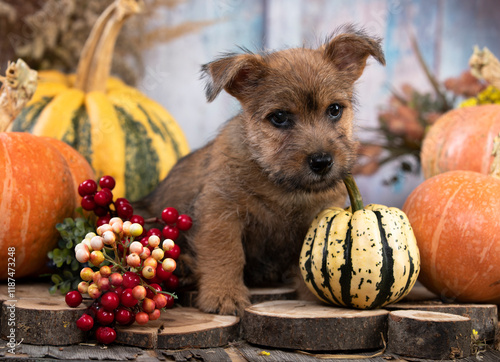 Norwich Terrier, playing with striped pumpkin photo