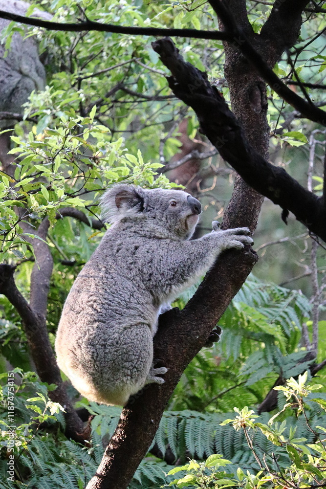 Fototapeta premium Koala relaxing on eucalyptus tree at Taronga Zoo, Sydney, Australia. Australian wildlife in a natural habitat.