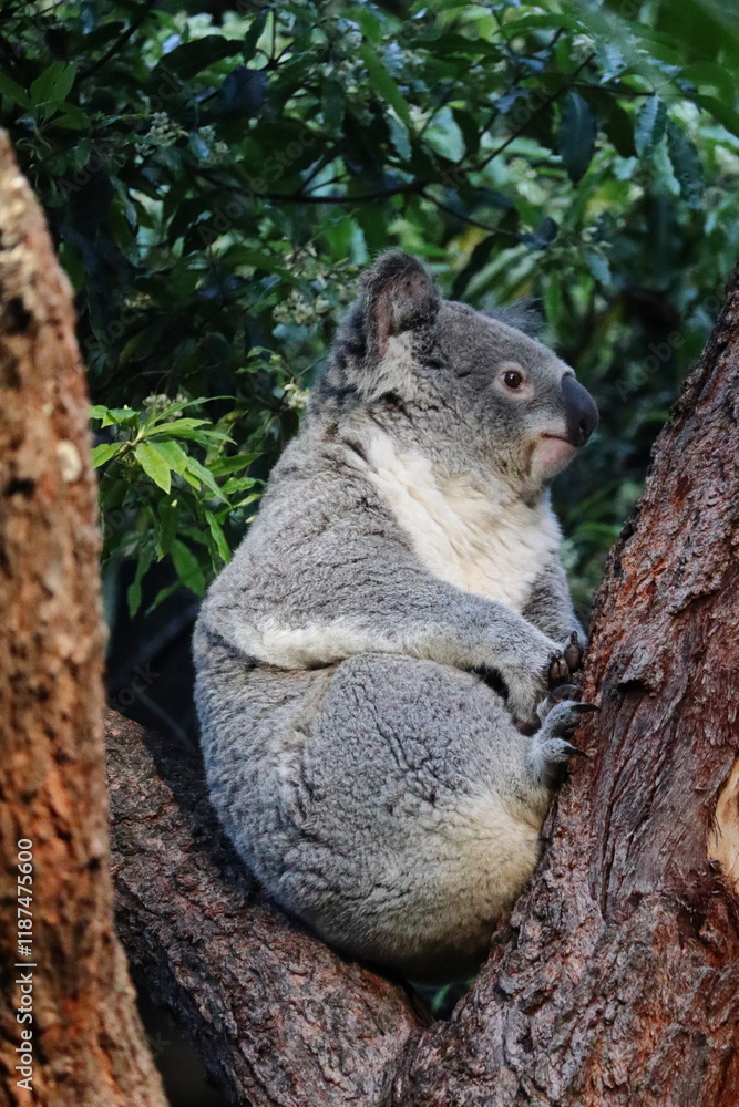 Obraz premium Koala relaxing on eucalyptus tree at Taronga Zoo, Sydney, Australia. Australian wildlife in a natural habitat.
