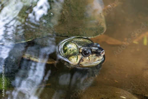 The Madagascar Big-headed Turtle, also known locally as Rere, is a critically endangered species of freshwater turtle photo