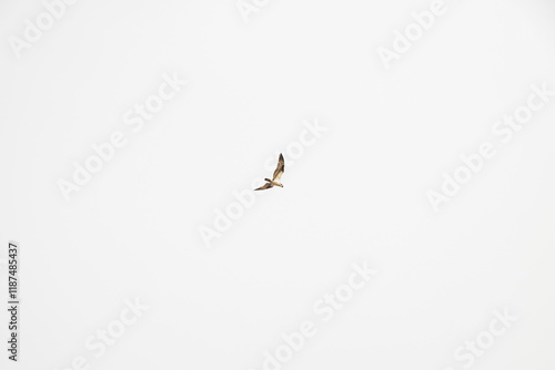 Osprey in flight