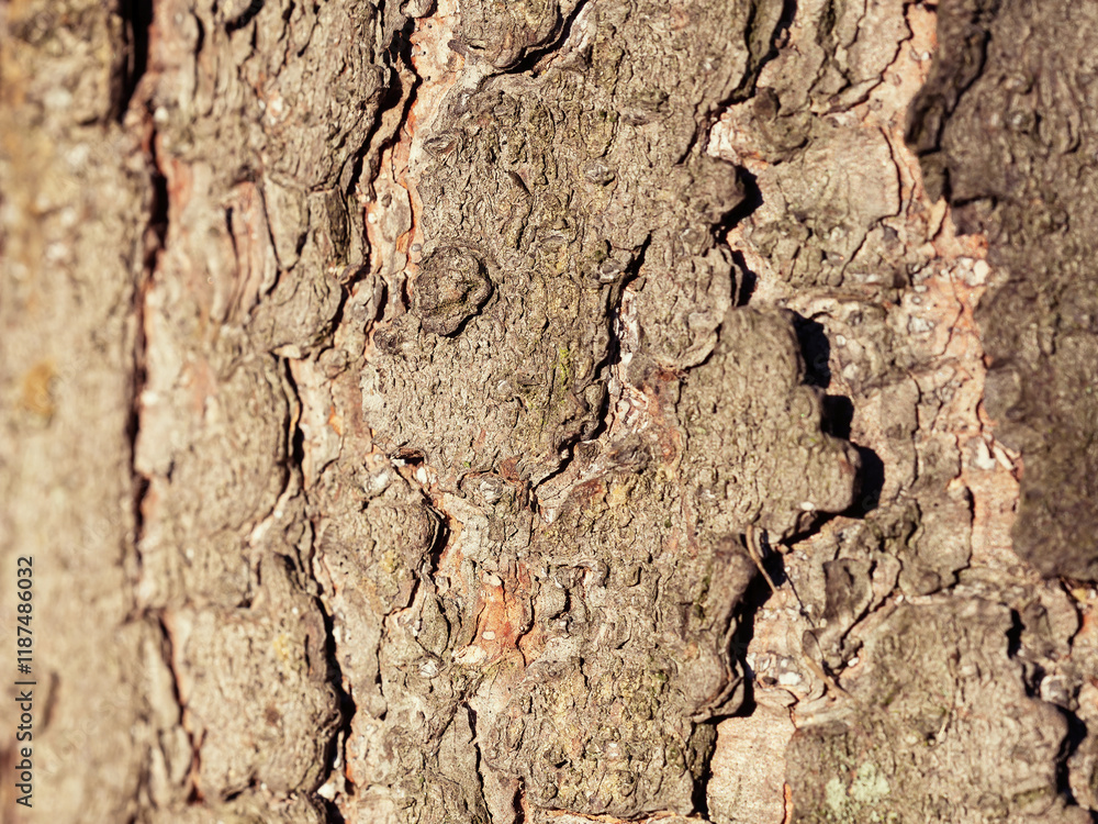 Natural texture of tree bark. Tree trunk close-up. Natural wood background with bark patterns.