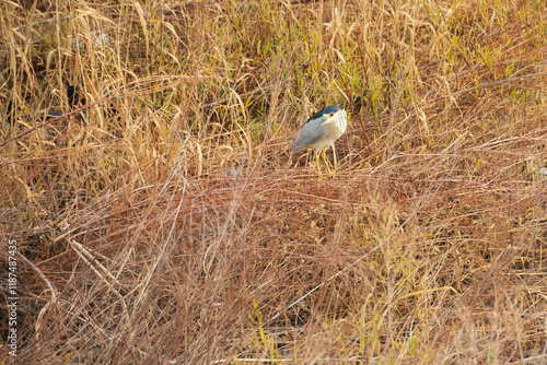 Black-crowned Night-Heron standing in tall brown grass photo